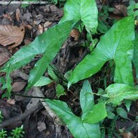 Giant Swamp Taro (Cyrtosperma merkusii)