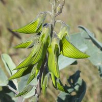 Green bird flower (Crotalaria cunninghamii)