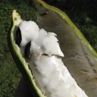 Ice-cream bean (Inga edulis)