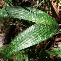 Mottled dwarf palm (Pinanga crassipes)