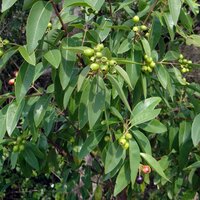 Indian Sandalwood (Santalum album)