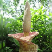 Aroid (Amorphophallus muelleri)
