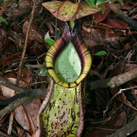 Raffles' pitcher-plant (Nepenthes rafflesiana)