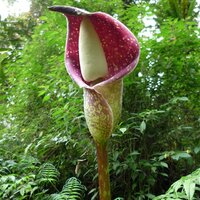 Beccari's aroid (Amorphophallus beccarii)