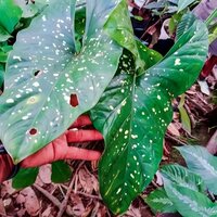Gold-dust-Alocasia (Alocasia aequiloba 'Gold Dust')