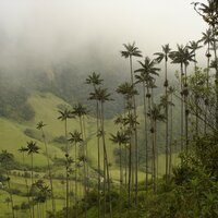 Quindio wax palm (Ceroxylon quindiuense)