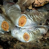 Javan Cucumber (Alsomitra macrocarpa)
