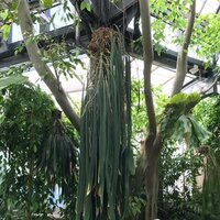 Strap-leaf Anthurium (Anthurium vittariifolium)