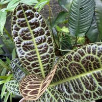 Turtle Back (Labisia obtusifolia)