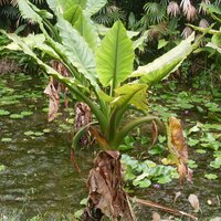Water Banana (Typhonodorum lindleyanum)