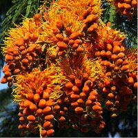 Colville's Glory Tree (Colvillea racemosa)