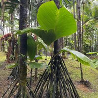 Stilt Palm (Verschaffeltia splendida)