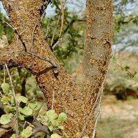Myrrh (Commiphora myrrha)