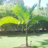 Champagne Palm (Hyophorbe indica)
