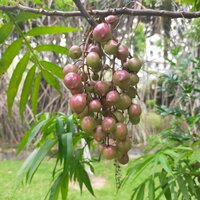 Johore tree (Lepisanthes alata)