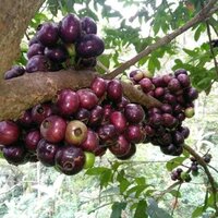 Gowok fruit tree (Syzygium polycephalum)