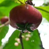 Red sapote (Timonius minahassae)