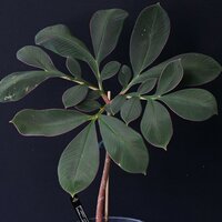 Aroid (Amorphophallus atroviridis)