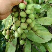 Griffith's mango (Mangifera griffithii)