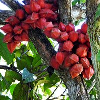 Red Angled Tampoi (Baccaurea angulata)