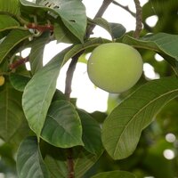 Green tampang (Artocarpus dadah)