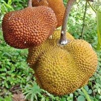 Utu fruit (Parartocarpus venenosa)