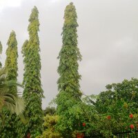 Indian Mast Tree (Monoon longifolia)