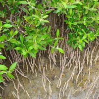 Grey mangrove (Avicennia marina)