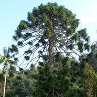 Bunya pine (Araucaria bidwillii)
