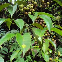 Indian Chestnut Vine (Tetrastigma leucostaphylum)