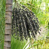 Açai palm (Euterpe oleracea)