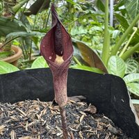 Aroid (Amorphophallus manta)