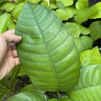 Sour Mango (Mangifera rufocoscata)