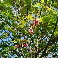 Lacebark tree (Brachychiton discolor)
