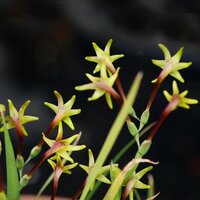 Green freesia (Freesia viridis ssp. viridis)