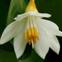 Gum benjamin tree (Styrax benzoin)