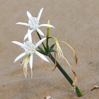 Sea daffodil (Pancratium maritimum)