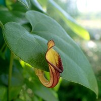 Evergreen Dutchman's pipe (Aristolochia sempervirens)