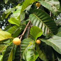Monkey fruit (Artocarpus lacucha)