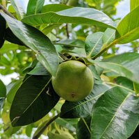 Black Sapote (Diospyros digyna)