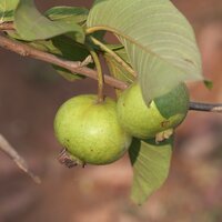 Guava (Psidium guajava)