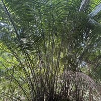 Bertam palm (Eugeissona tristis)