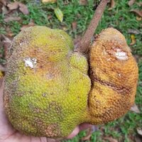 Utu fruit (Parartocarpus venenosa)