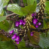 Sea Purse (Dioclea reflexa)