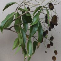 Velvet Tamarind (Dialium cochinchinense)