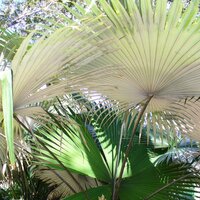 White Elephant Palm (Kerriodoxa elegans)