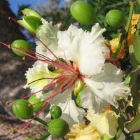 Decary's flamboyant (Delonix decaryi)