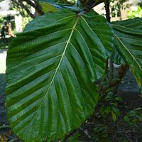 Lowland Breadfruit Fig (Ficus brusii)