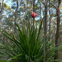 Gymea Lily (Doryanthes excelsa)