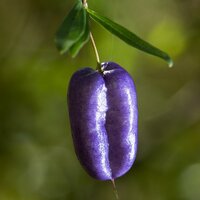 Purple Apple-berry (Billardiera longiflora)